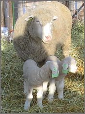 dorset sheep polled wool breeders info listing